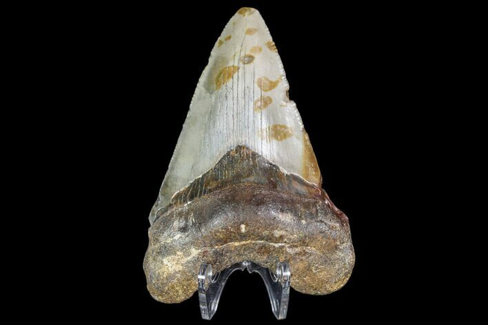Fossil Megalodon Tooth - North Carolina #104995
